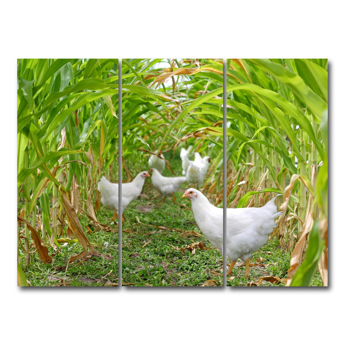 AUTO-MOCKUP WHITE | Chickens in Corn Field | 3 Piece | Gallery Wrap Canvas | group=8x18