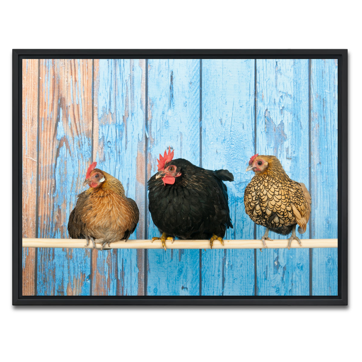 AUTO-MOCKUP WHITE | Chickens in henhouse | 1 Piece | Black Framed Canvas | group=4x3