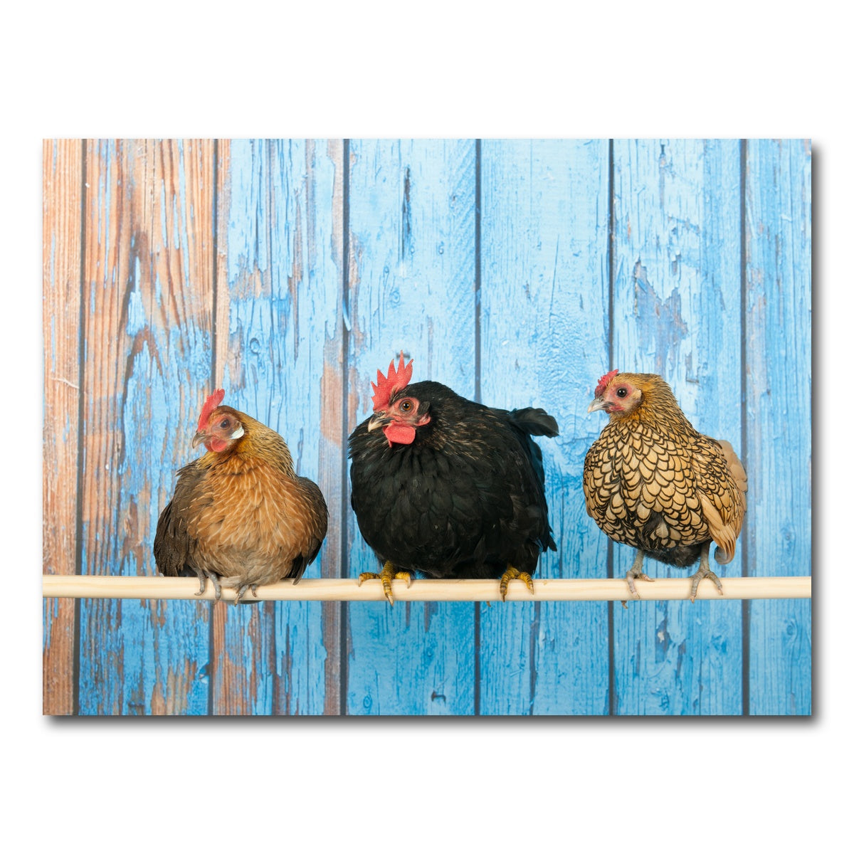 AUTO-MOCKUP WHITE | Chickens in henhouse | 1 Piece | Gallery Wrap Canvas | group=4x3