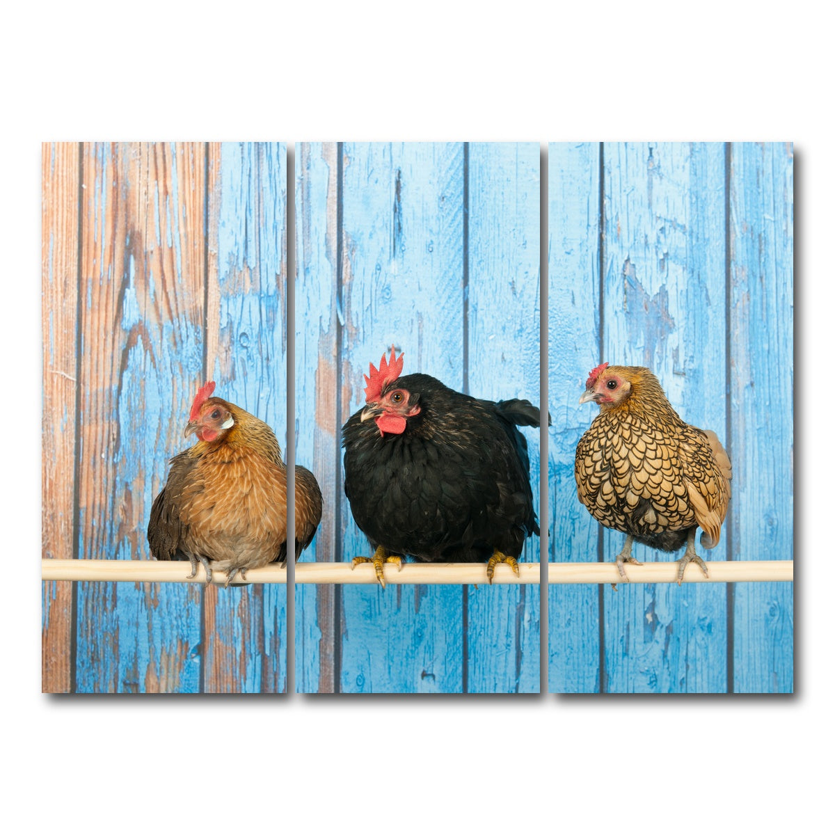 AUTO-MOCKUP WHITE | Chickens in henhouse | 3 Piece | Gallery Wrap Canvas | group=8x18