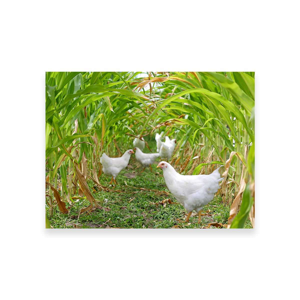 Chickens in Corn Field Wall Art