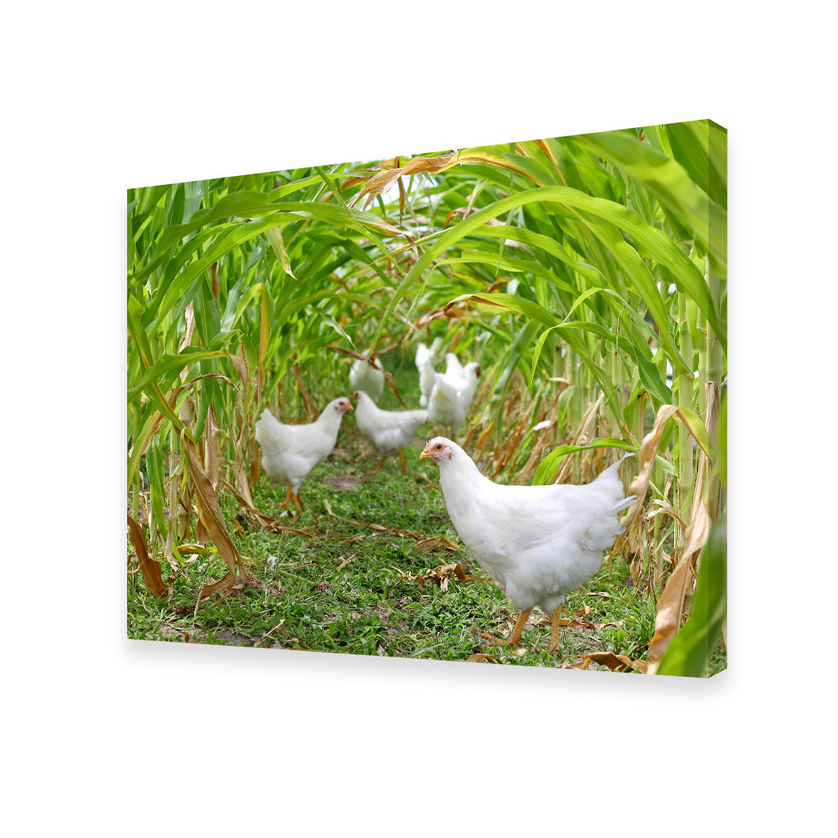 Chickens in Corn Field Wall Art