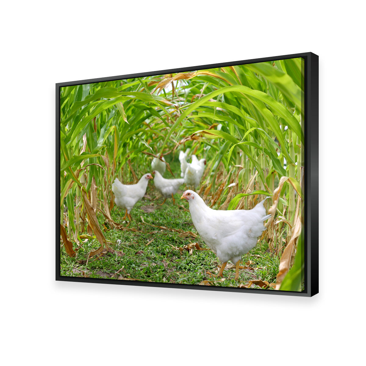Chickens in Corn Field Wall Art