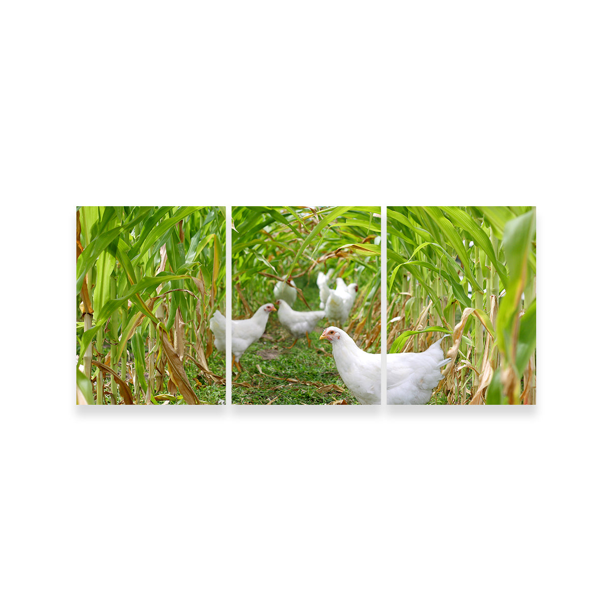 Chickens in Corn Field Wall Art