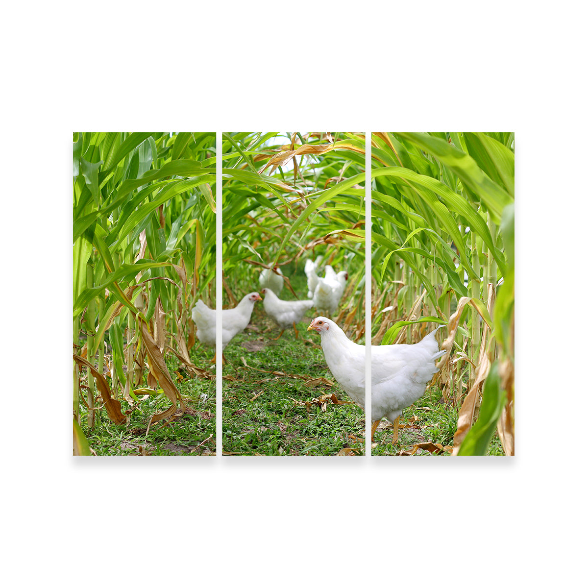 Chickens in Corn Field Wall Art