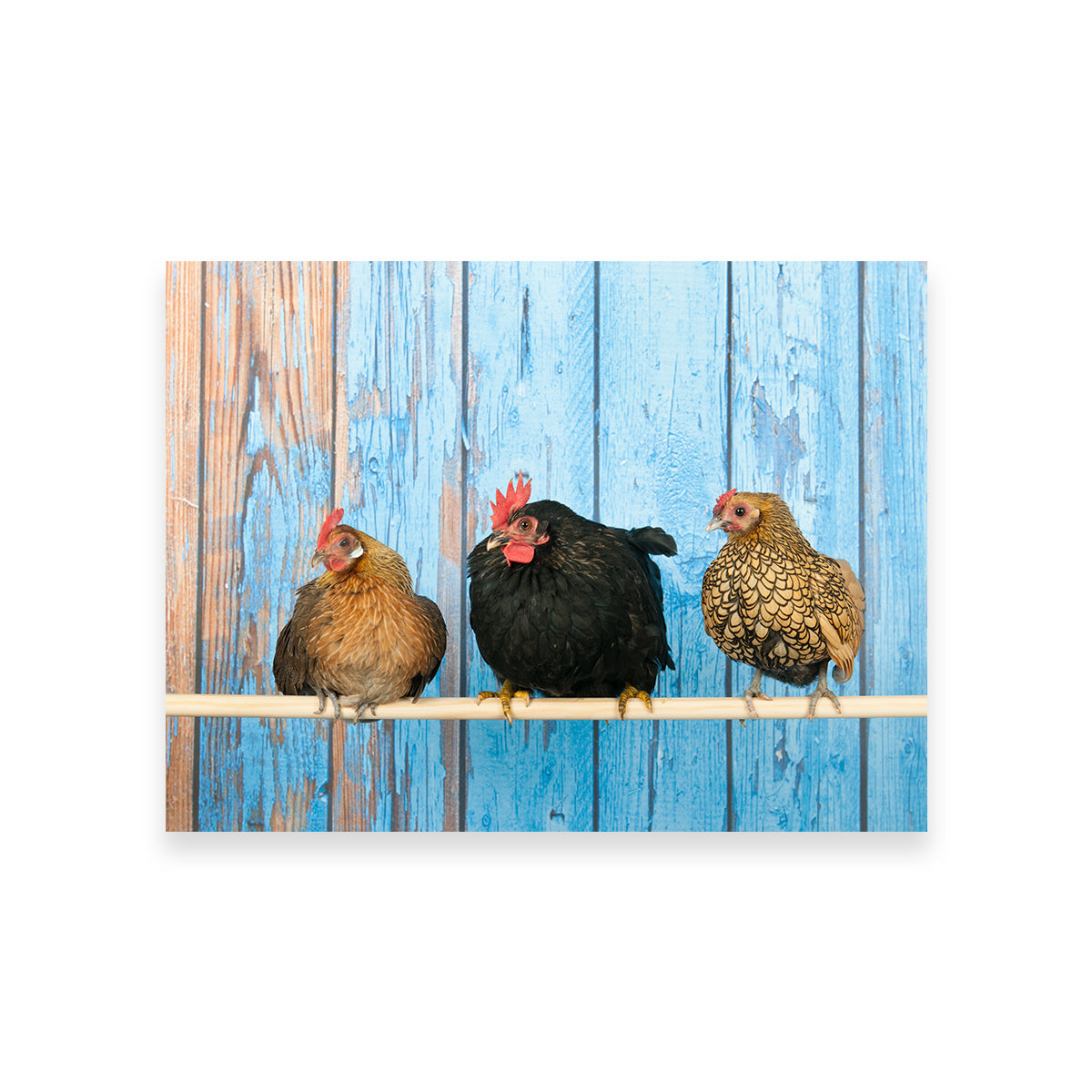 Chickens in Henhouse Wall Art