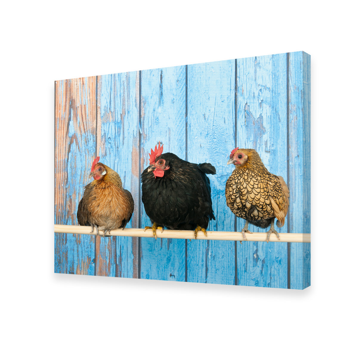 Chickens in Henhouse Wall Art