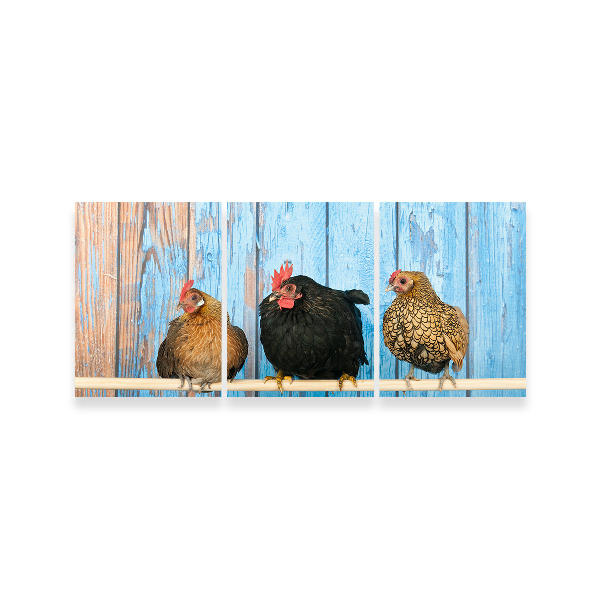 Chickens in Henhouse Wall Art