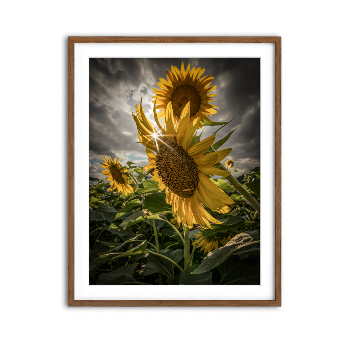 Framed Print 3x4 Walnut
