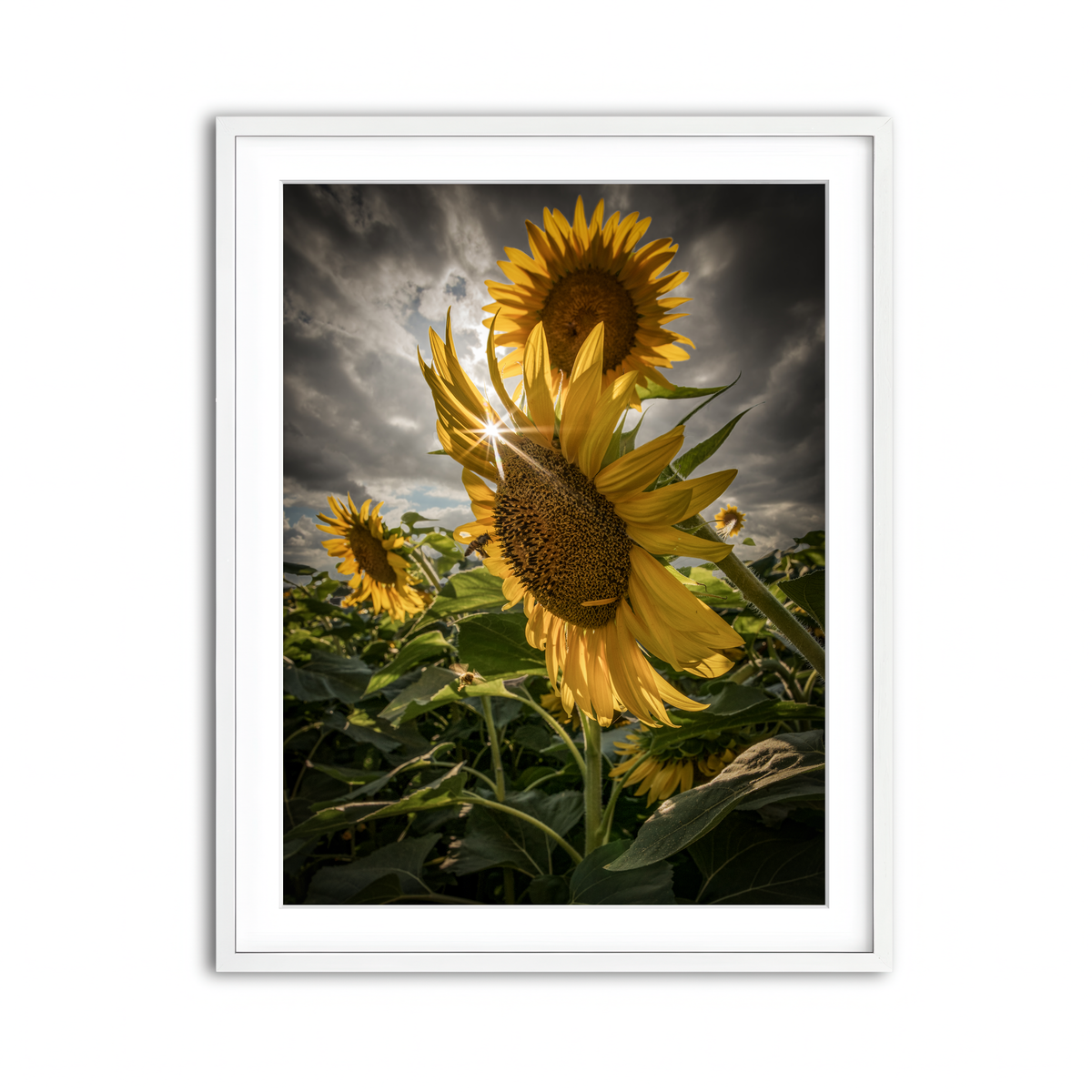 Framed Print 3x4 White