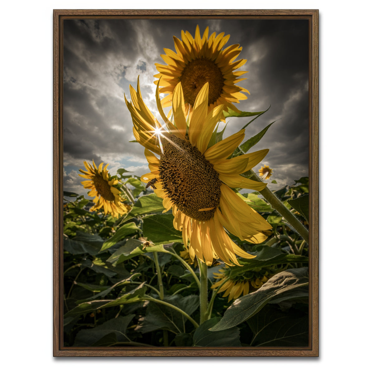 AUTO-MOCKUP WHITE | Cloudy Sunflowers | 1 Piece | Walnut Framed Canvas | group=3x4