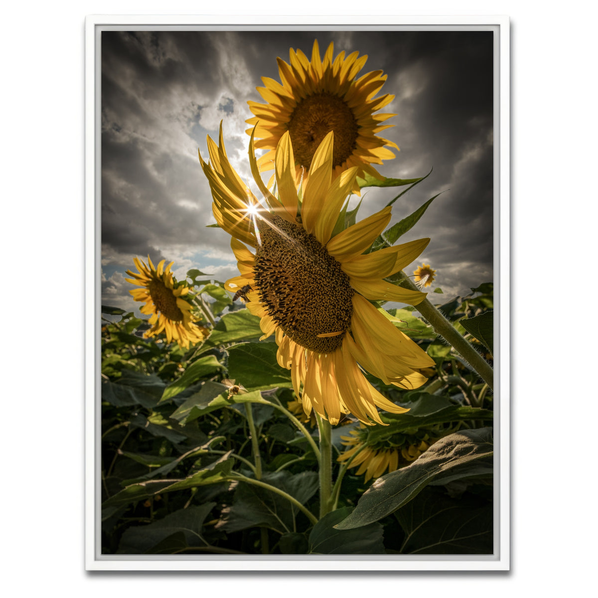 AUTO-MOCKUP WHITE | Cloudy Sunflowers | 1 Piece | White Framed Canvas | group=3x4