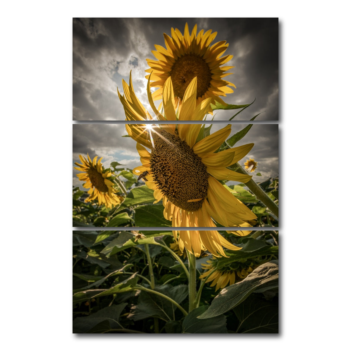 AUTO-MOCKUP WHITE | Cloudy Sunflowers | 3 Piece | Gallery Wrap Canvas | group=12x24_stacked