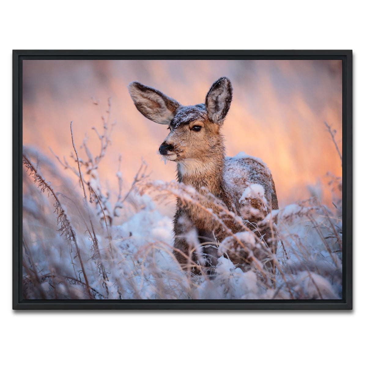 AUTO-MOCKUP WHITE | Colorado Doe | 1 Piece | Black Framed Canvas | group=4x3