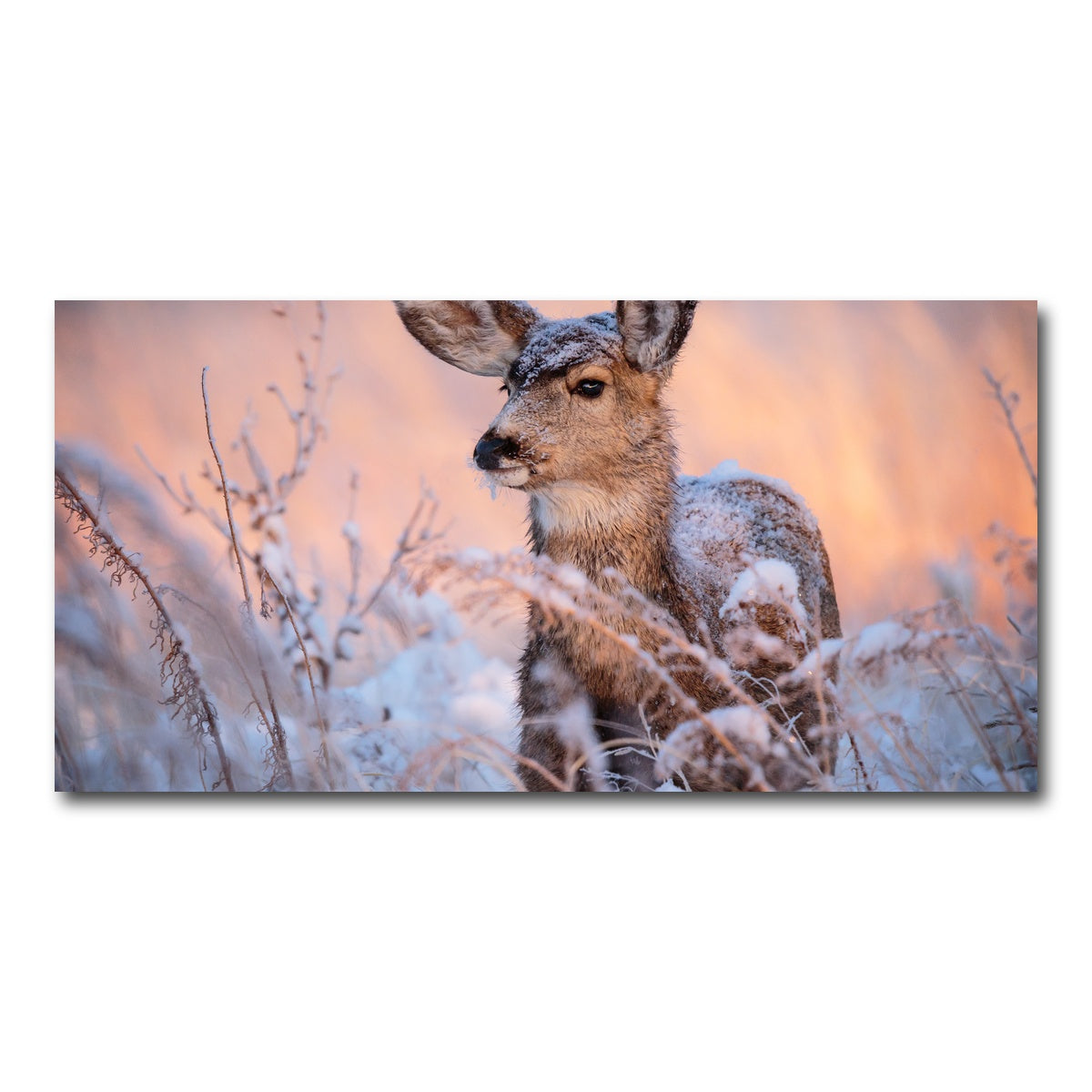AUTO-MOCKUP WHITE | Colorado Doe | 1 Piece | Gallery Wrap Canvas | group=2x1
