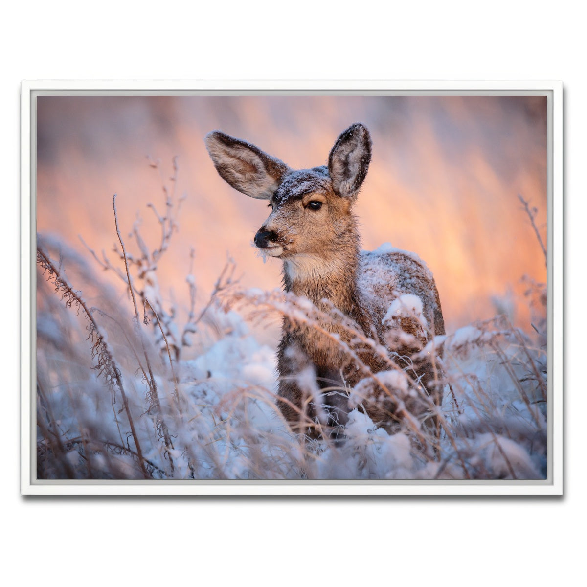 AUTO-MOCKUP WHITE | Colorado Doe | 1 Piece | White Framed Canvas | group=4x3