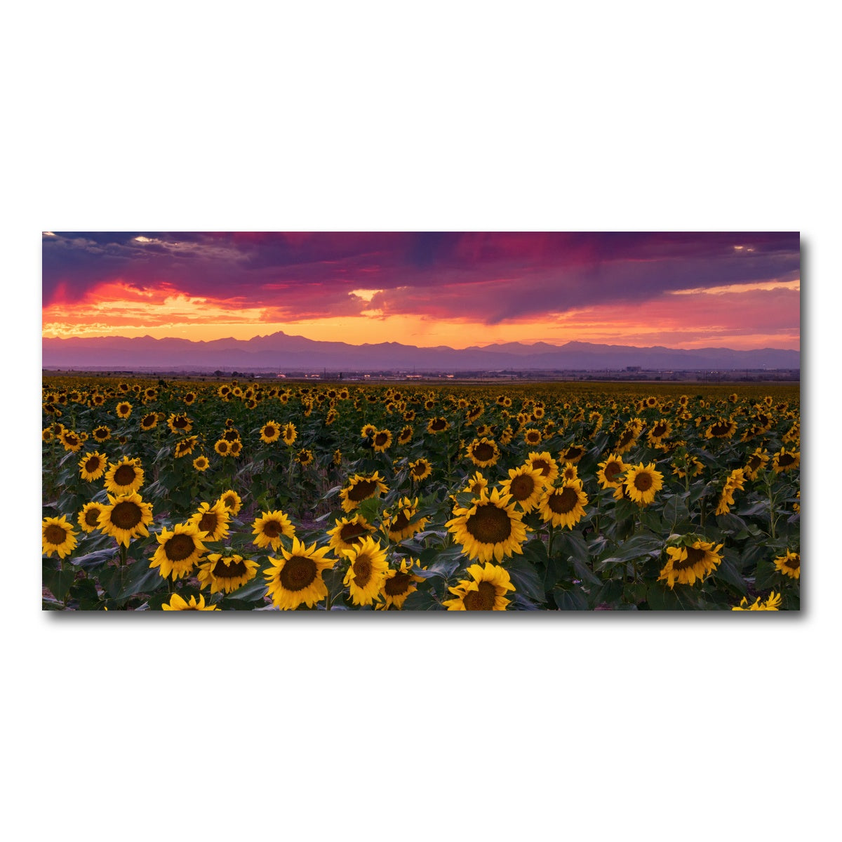 AUTO-MOCKUP WHITE | Colorado Sunflowers | 1 Piece | Gallery Wrap Canvas | group=2x1