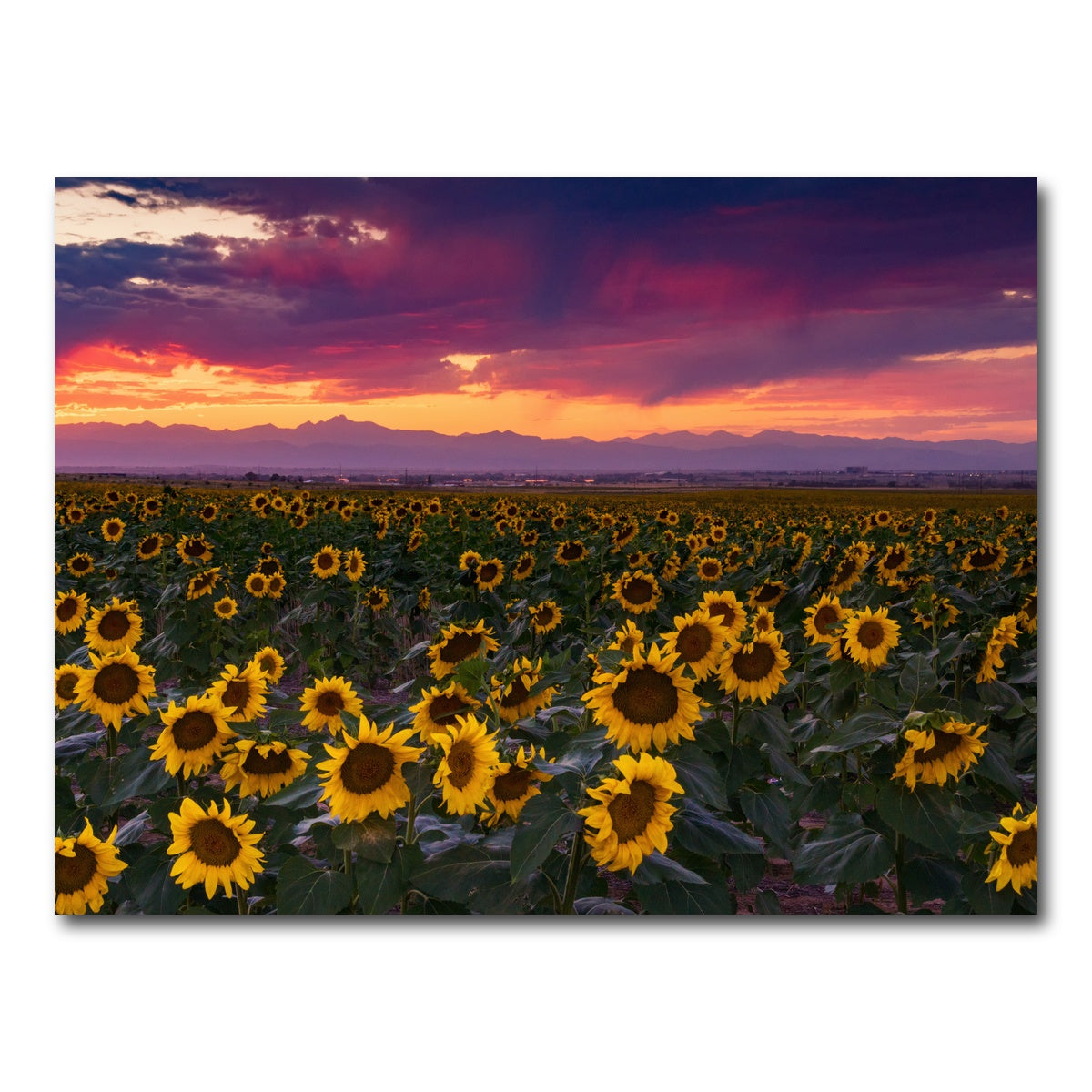 AUTO-MOCKUP WHITE | Colorado Sunflowers | 1 Piece | Gallery Wrap Canvas | group=4x3