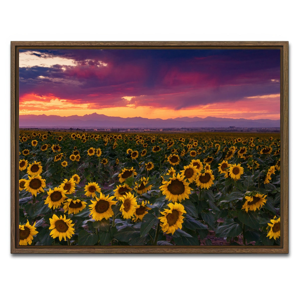 AUTO-MOCKUP WHITE | Colorado Sunflowers | 1 Piece | Walnut Framed Canvas | group=4x3