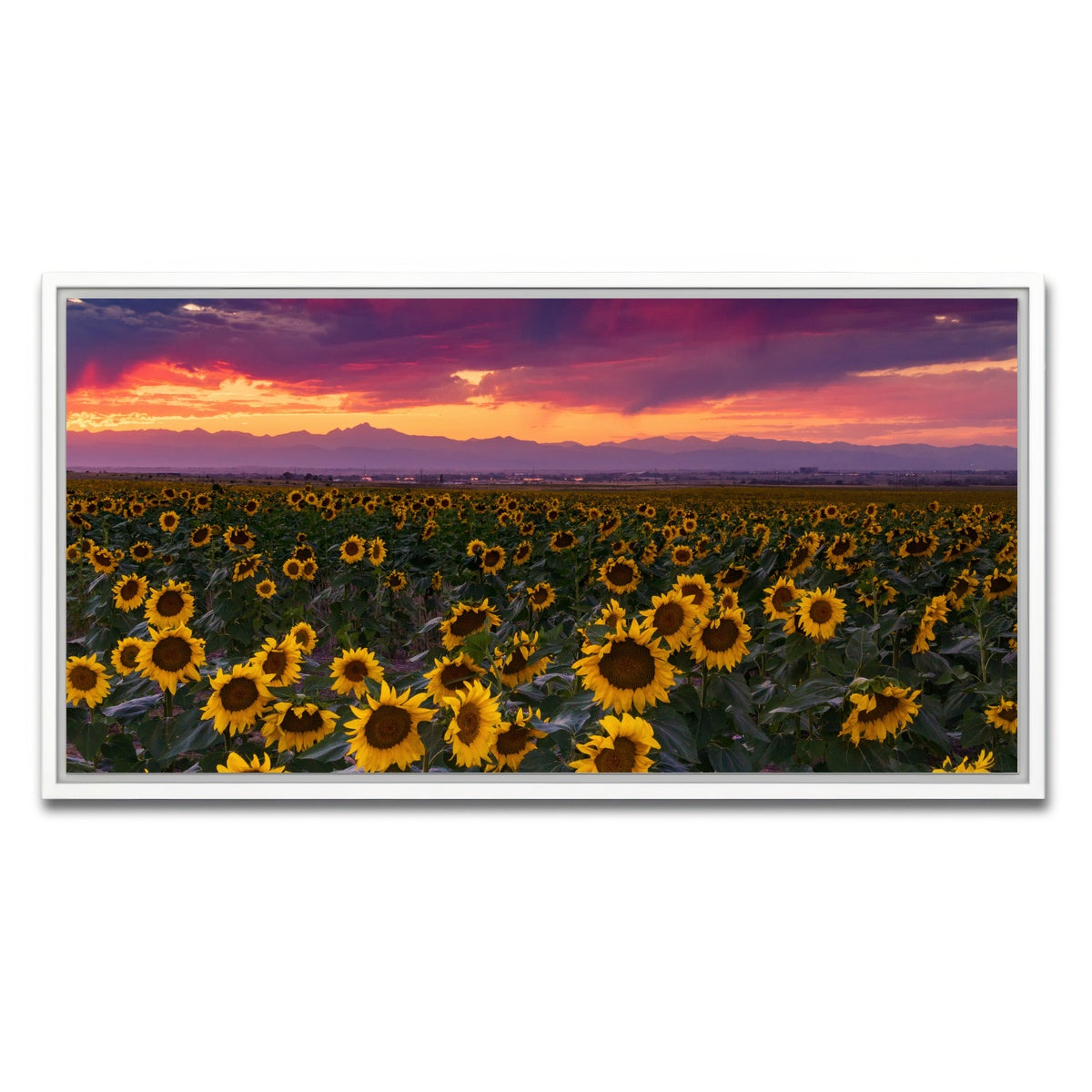 AUTO-MOCKUP WHITE | Colorado Sunflowers | 1 Piece | White Framed Canvas | group=2x1