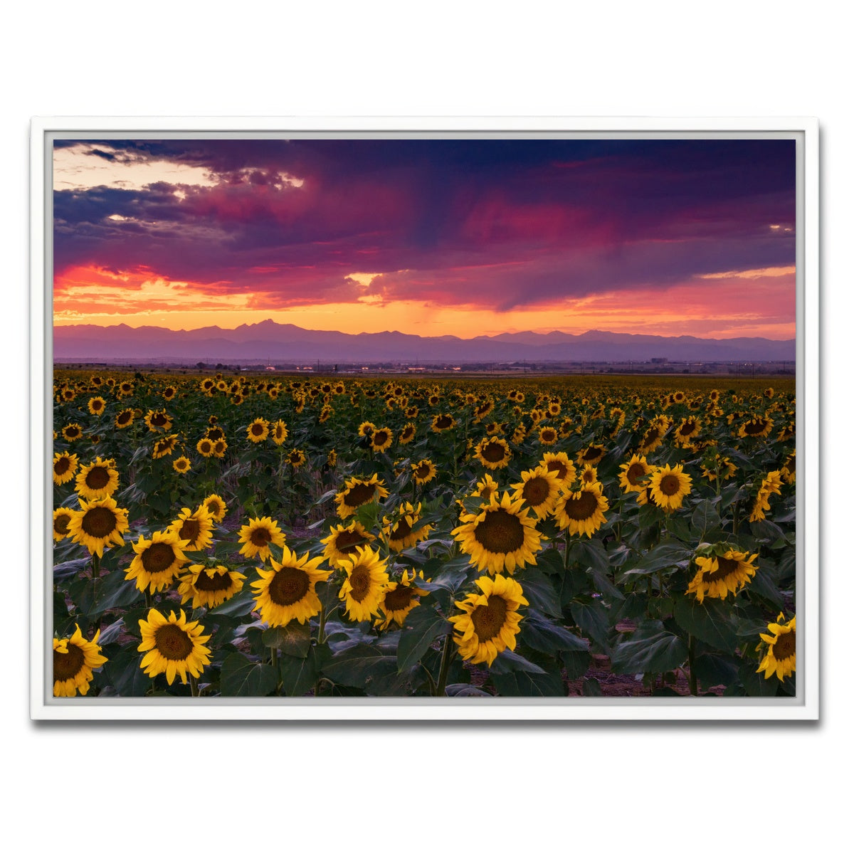 AUTO-MOCKUP WHITE | Colorado Sunflowers | 1 Piece | White Framed Canvas | group=4x3