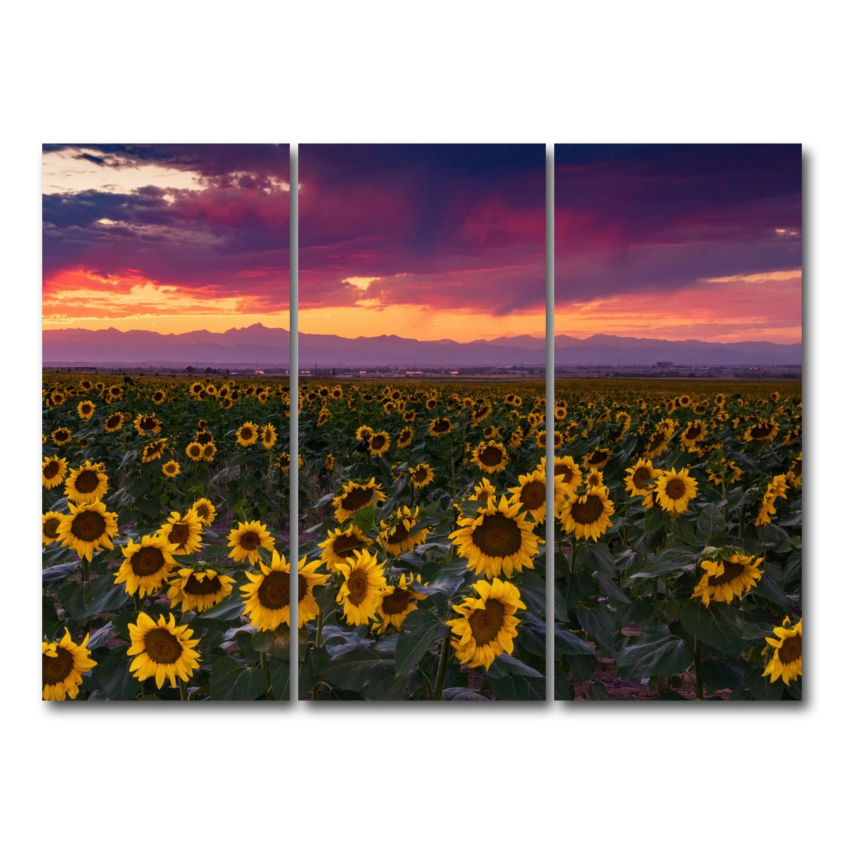 AUTO-MOCKUP WHITE | Colorado Sunflowers | 3 Piece | Gallery Wrap Canvas | group=8x18