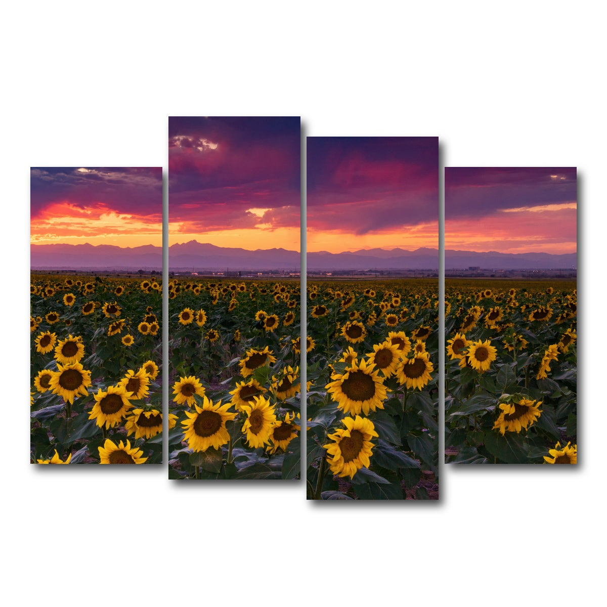 AUTO-MOCKUP WHITE | Colorado Sunflowers | 4 Piece | Gallery Wrap Canvas | group=4_normal