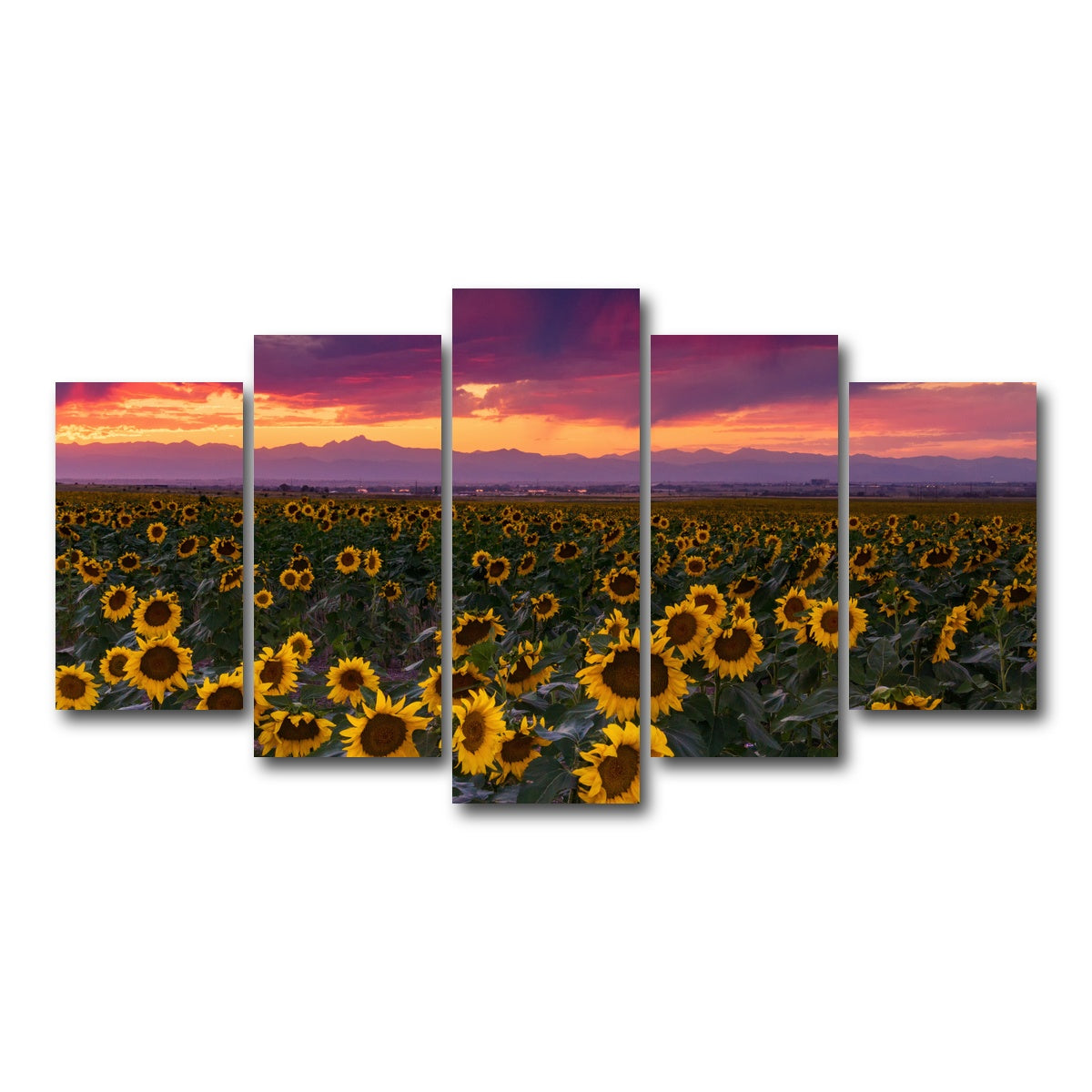 AUTO-MOCKUP WHITE | Colorado Sunflowers | 5 Piece | Gallery Wrap Canvas | group=5_normal