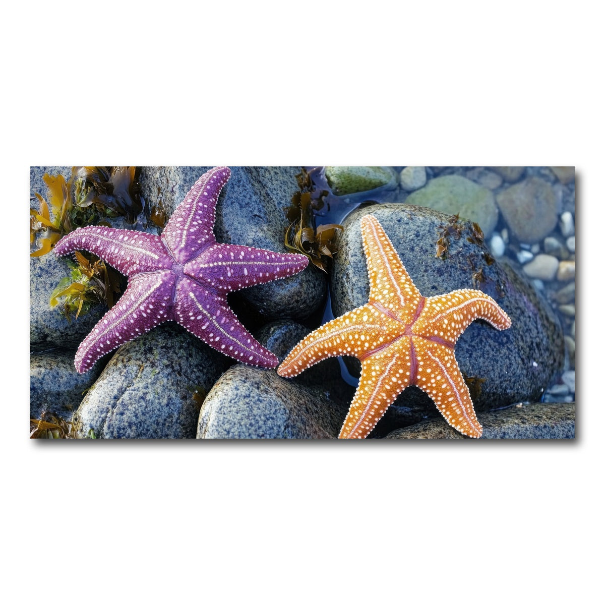 AUTO-MOCKUP WHITE | Colorful starfishes | 1 Piece | Gallery Wrap Canvas | group=2x1