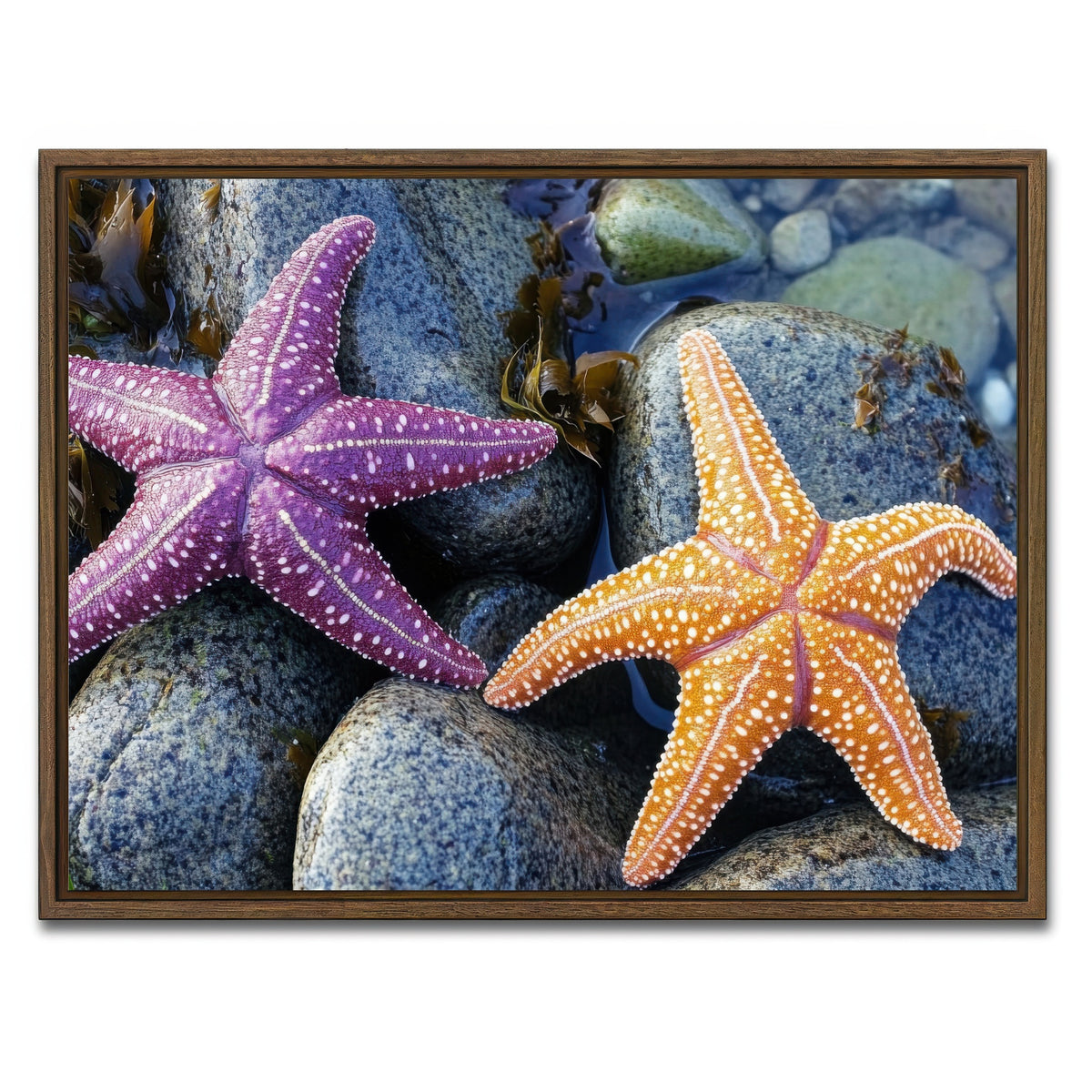 AUTO-MOCKUP WHITE | Colorful starfishes | 1 Piece | Walnut Framed Canvas | group=4x3