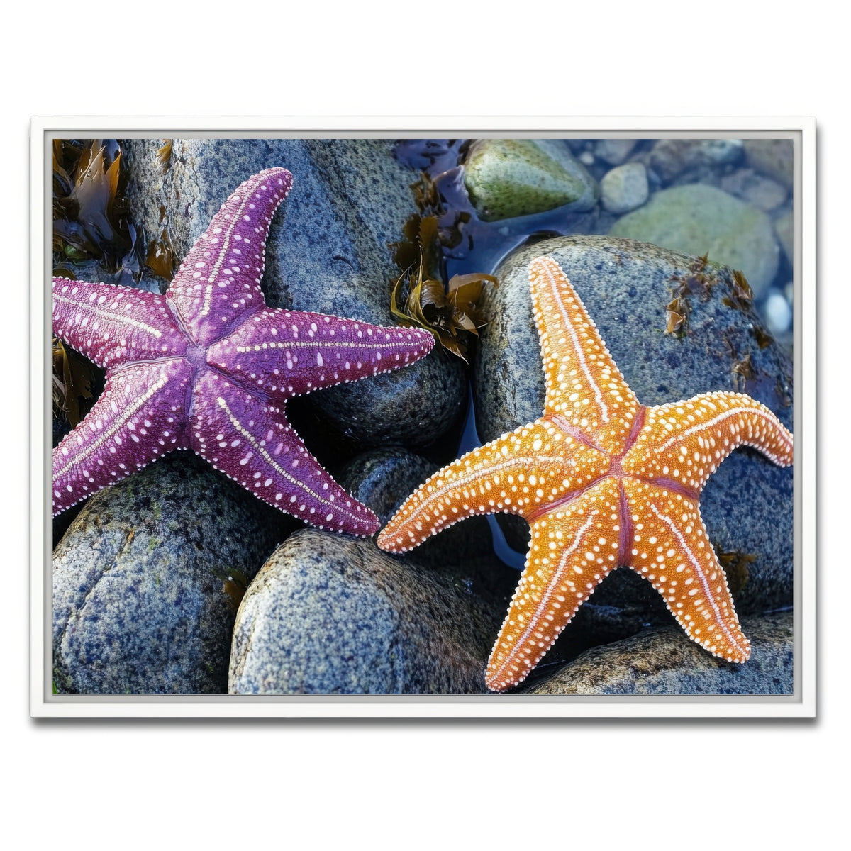 AUTO-MOCKUP WHITE | Colorful starfishes | 1 Piece | White Framed Canvas | group=4x3