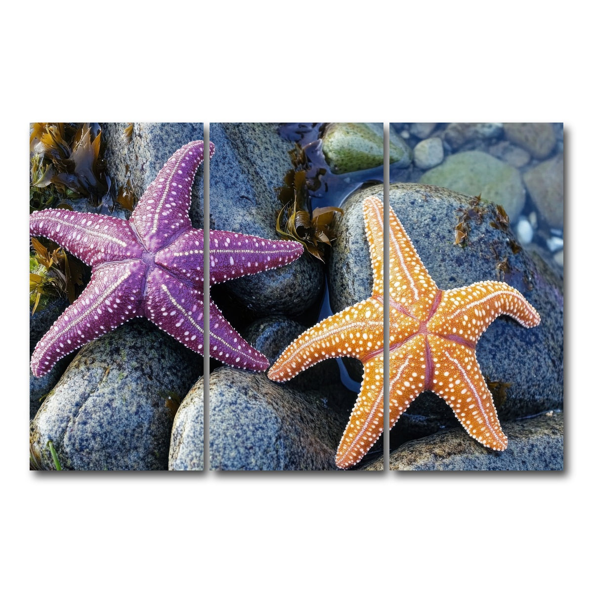 AUTO-MOCKUP WHITE | Colorful starfishes | 3 Piece | Gallery Wrap Canvas | group=12x24