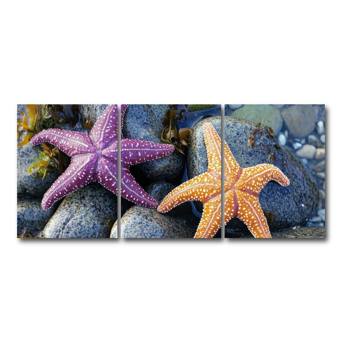 AUTO-MOCKUP WHITE | Colorful starfishes | 3 Piece | Gallery Wrap Canvas | group=18x24