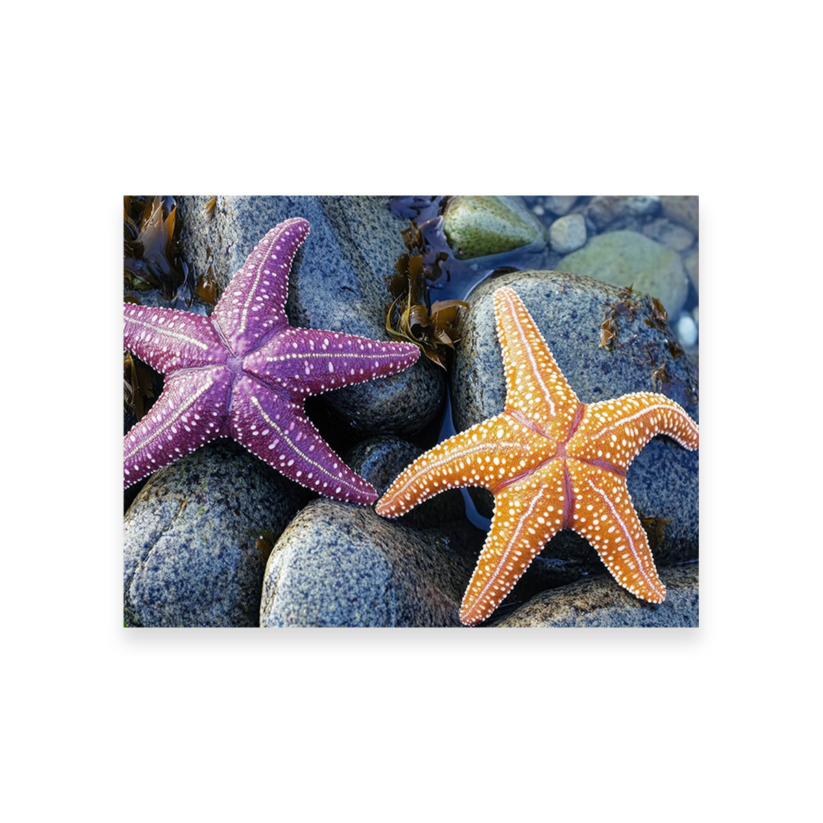Colorful Starfishes Wall Art