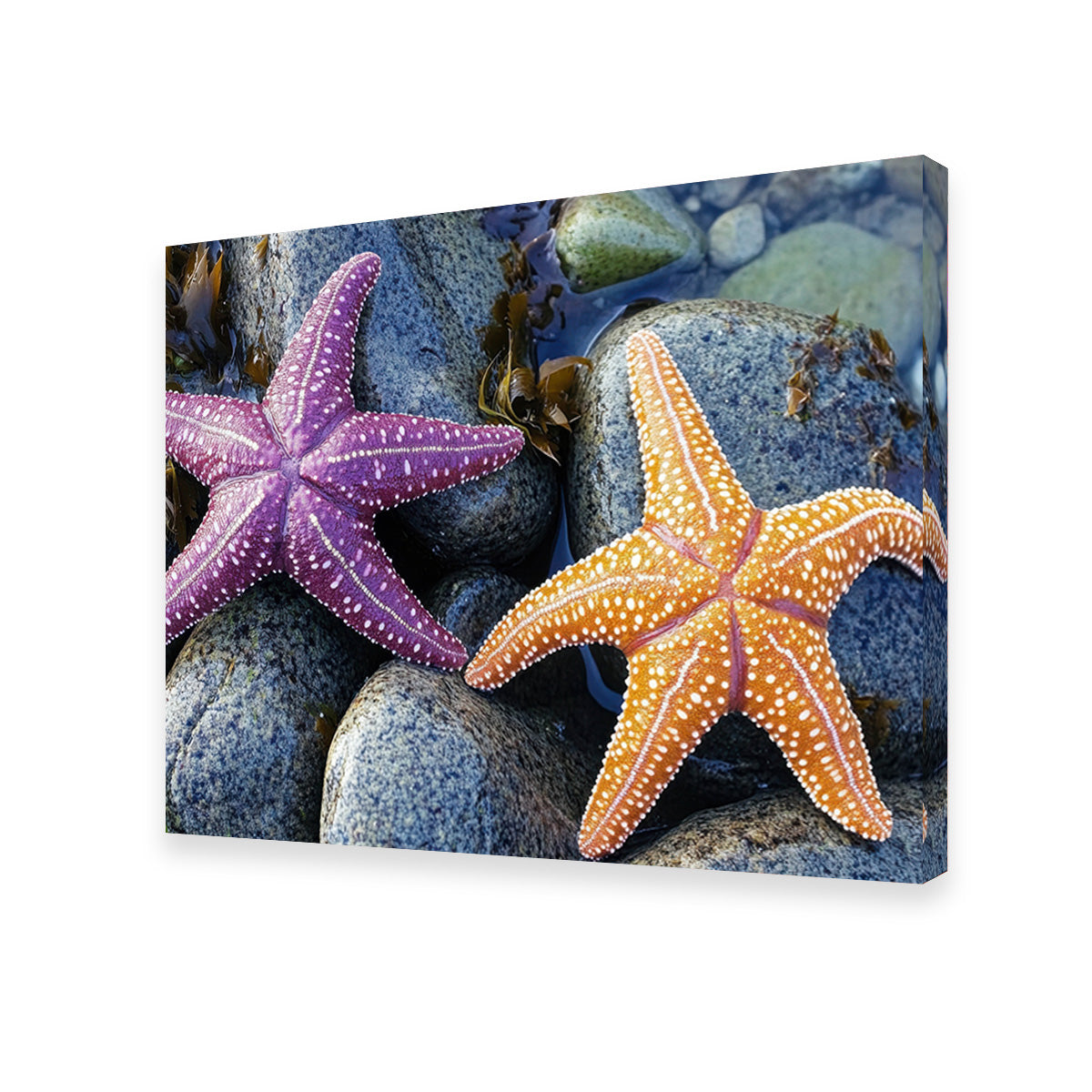 Colorful Starfishes Wall Art