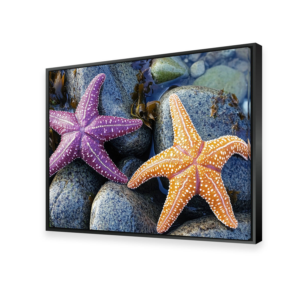 Colorful Starfishes Wall Art