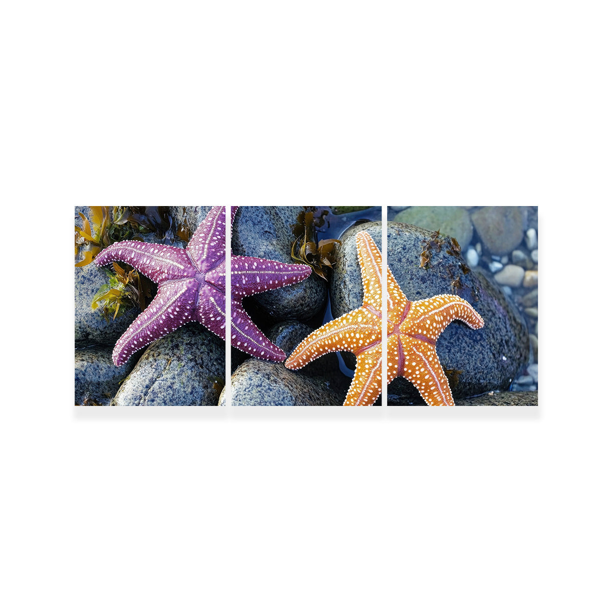Colorful Starfishes Wall Art