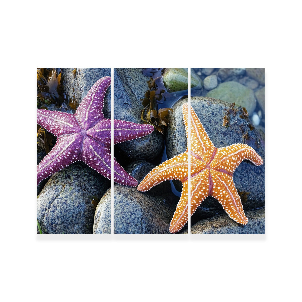 Colorful Starfishes Wall Art
