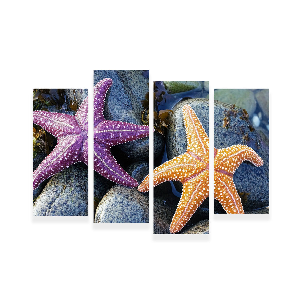 Colorful Starfishes Wall Art