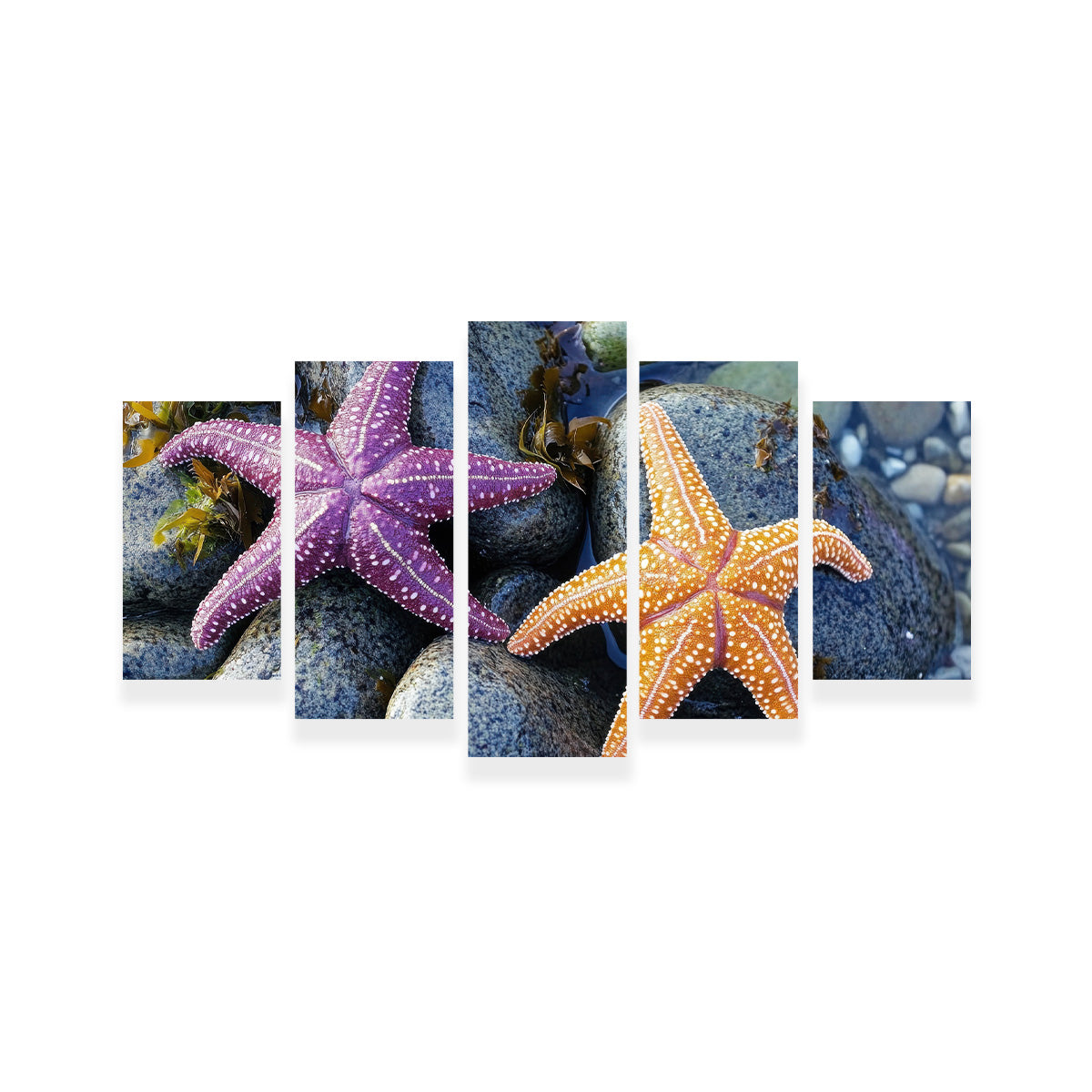 Colorful Starfishes Wall Art