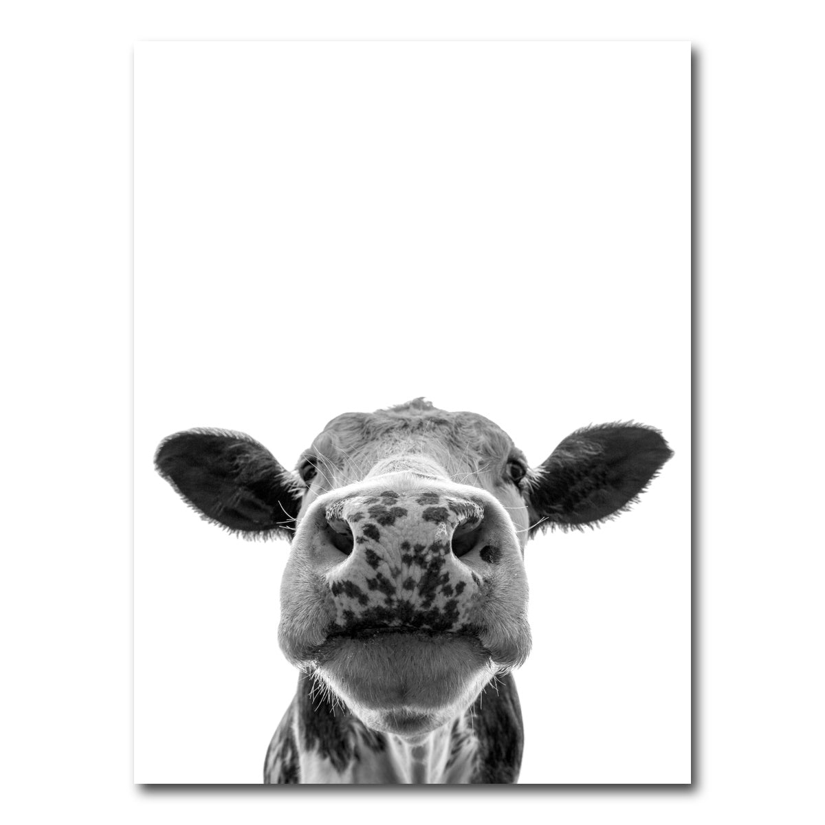 AUTO-MOCKUP WHITE | Cow | 1 Piece | Gallery Wrap Canvas | group=3x4