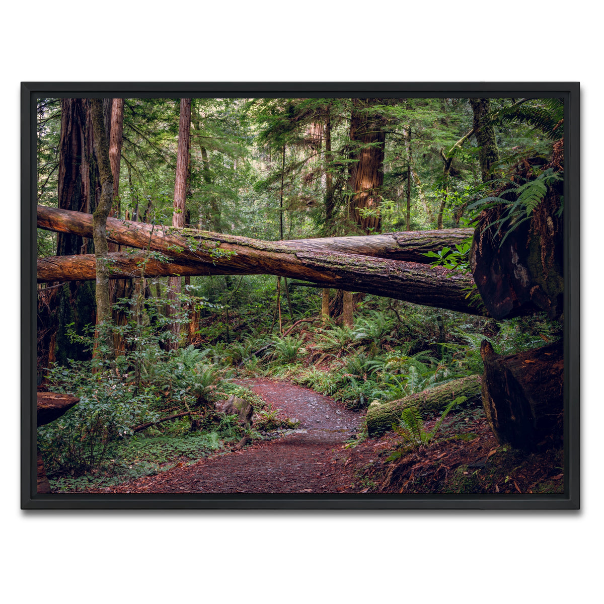 AUTO-MOCKUP WHITE | Crossed Trees | 1 Piece | Black Framed Canvas | group=4x3