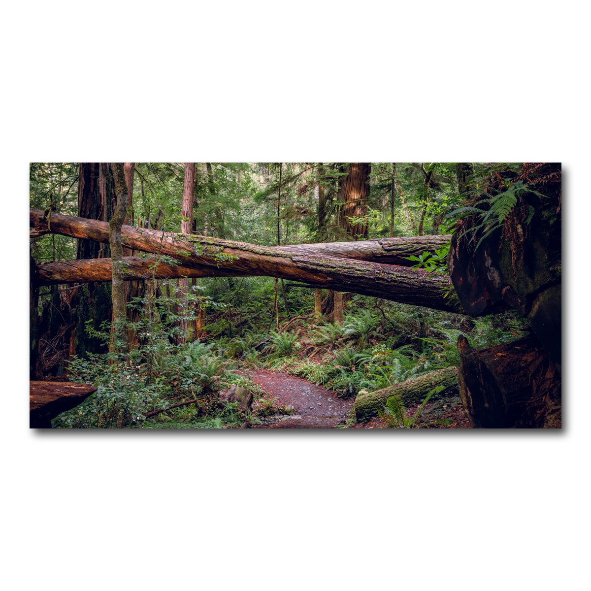 AUTO-MOCKUP WHITE | Crossed Trees | 1 Piece | Gallery Wrap Canvas | group=2x1