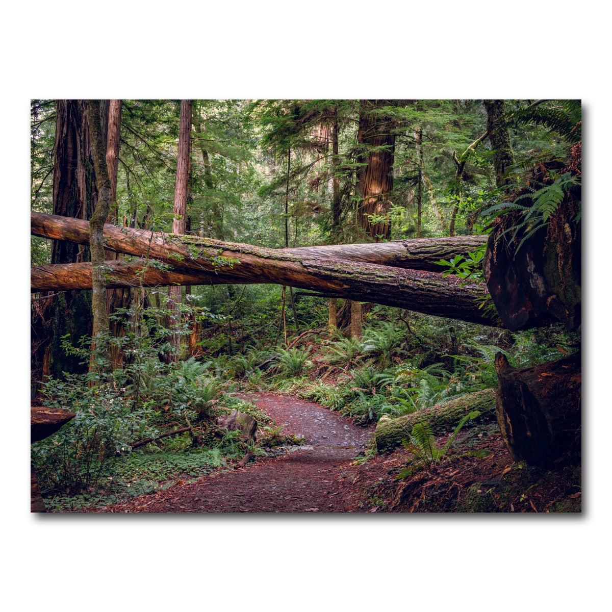 AUTO-MOCKUP WHITE | Crossed Trees | 1 Piece | Gallery Wrap Canvas | group=4x3