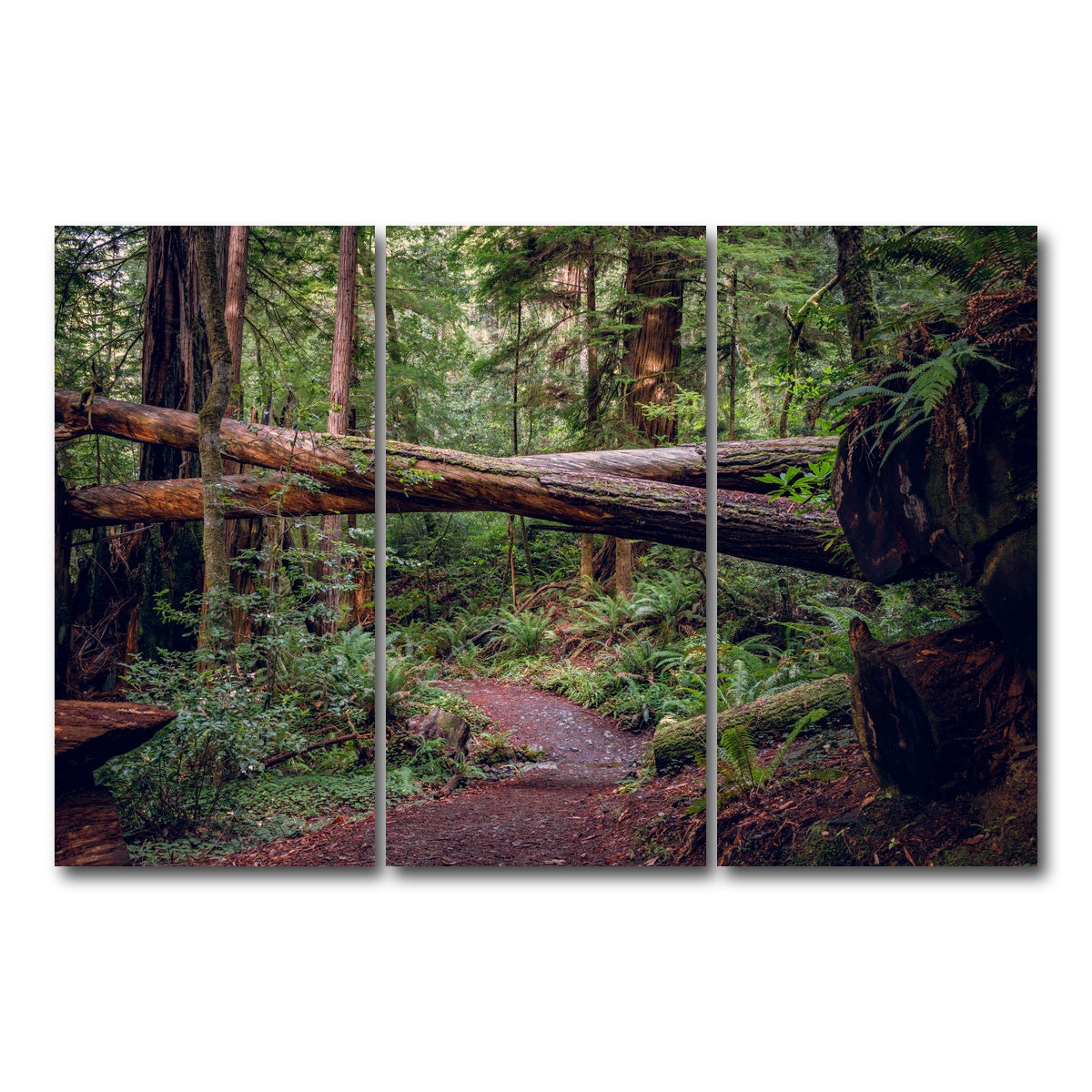 AUTO-MOCKUP WHITE | Crossed Trees | 3 Piece | Gallery Wrap Canvas | group=12x24