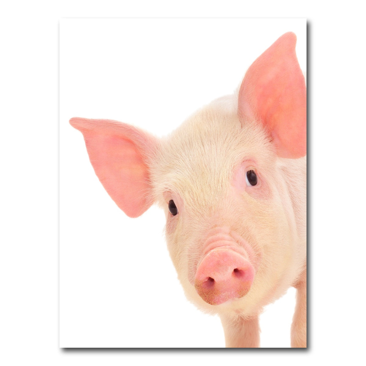 AUTO-MOCKUP WHITE | Cute Baby Pig | 1 Piece | Gallery Wrap Canvas | group=3x4