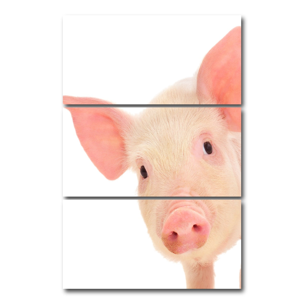 AUTO-MOCKUP WHITE | Cute Baby Pig | 3 Piece | Gallery Wrap Canvas | group=12x24_stacked