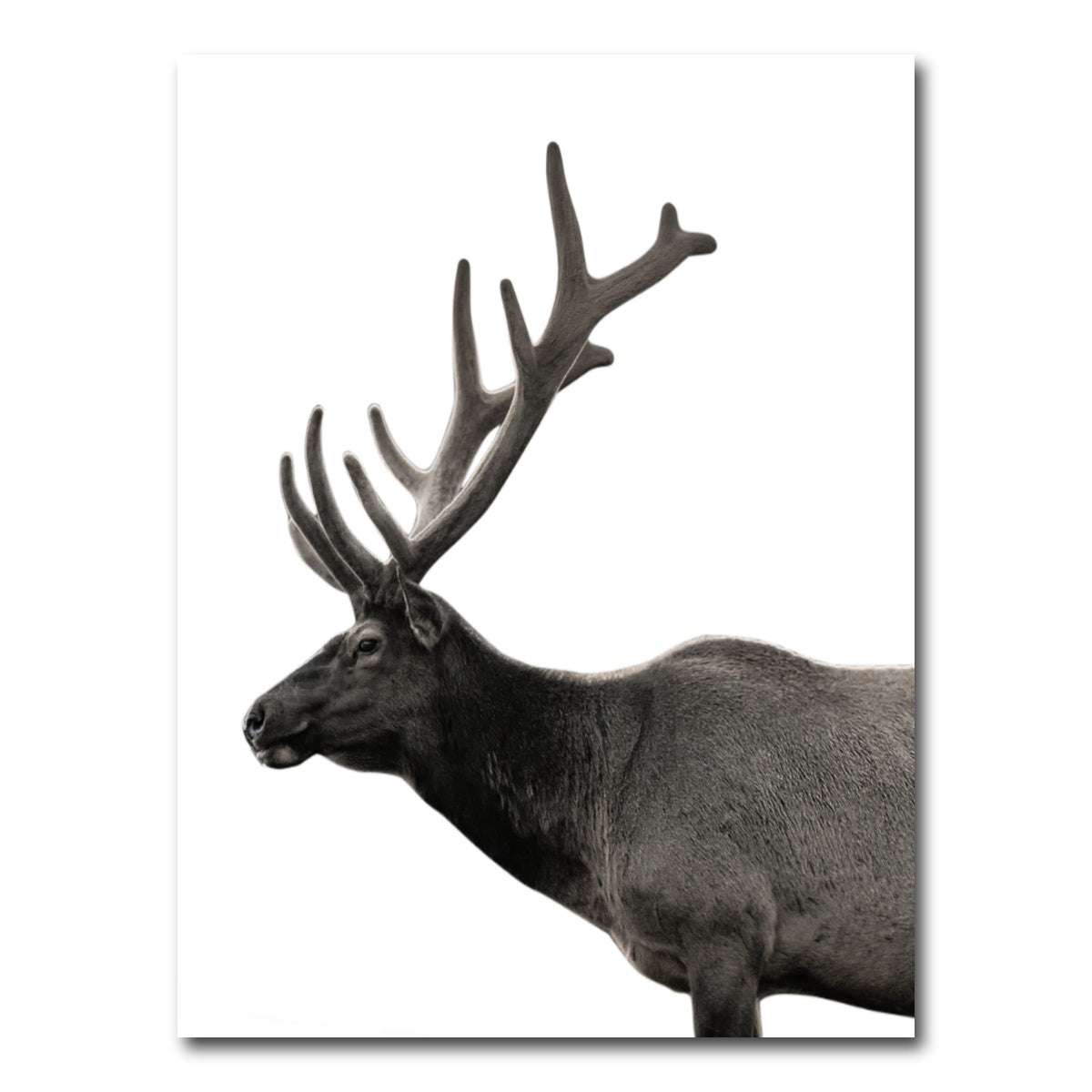 AUTO-MOCKUP WHITE | Deer Grayscale | 1 Piece | Gallery Wrap Canvas | group=3x4