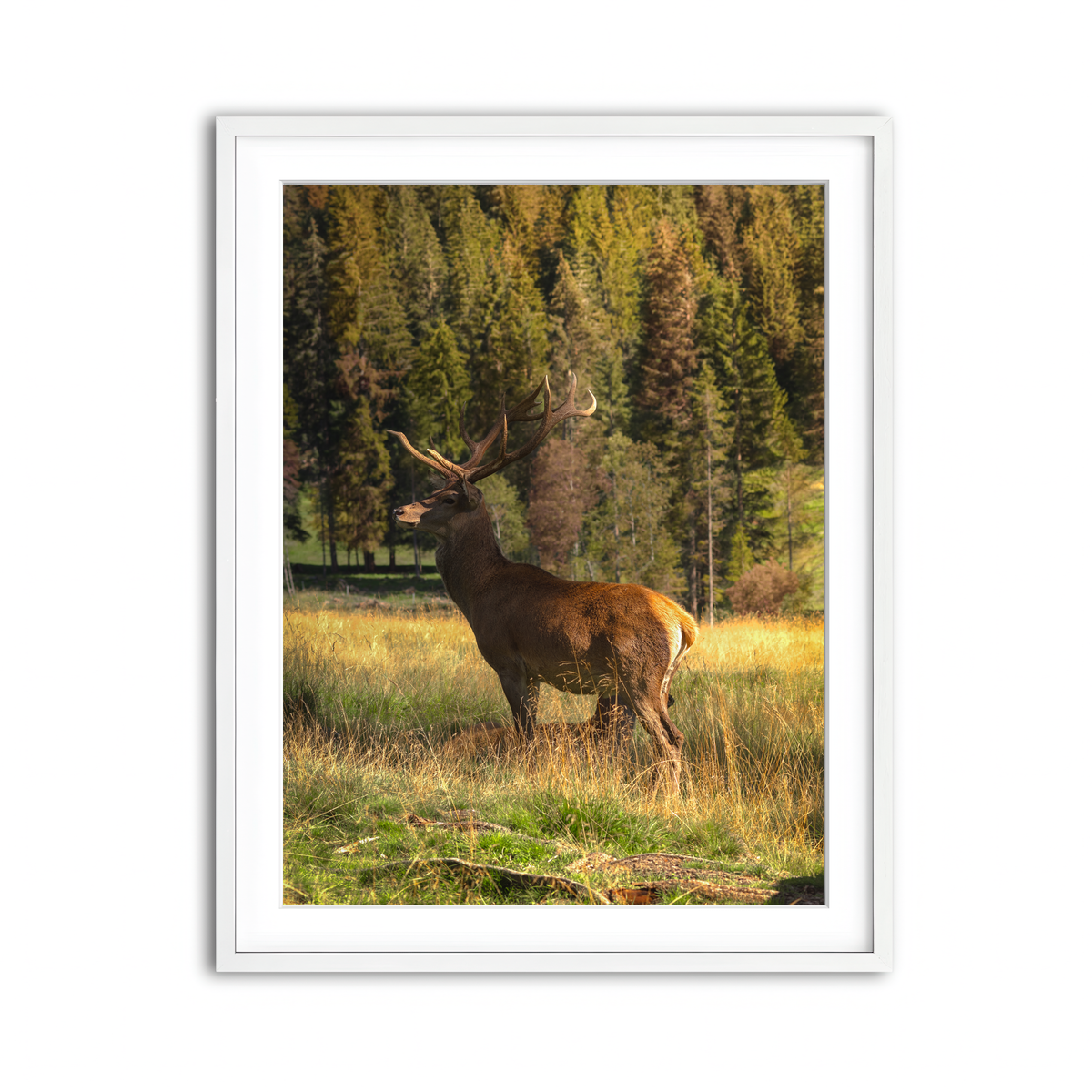 Framed Print 3x4 White