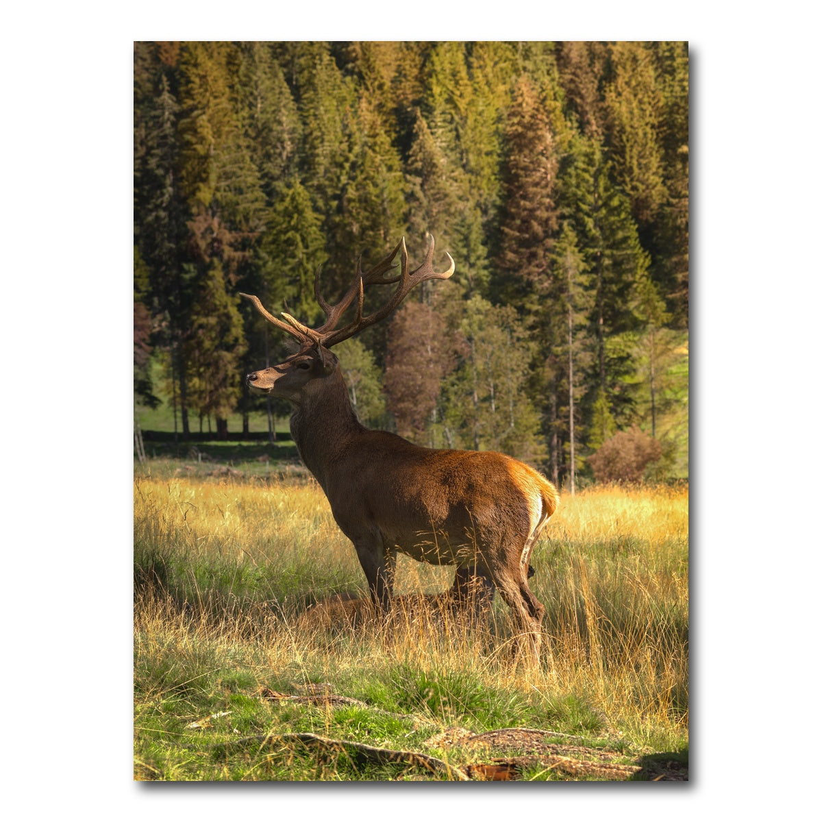 AUTO-MOCKUP WHITE | Deer | 1 Piece | Gallery Wrap Canvas | group=3x4